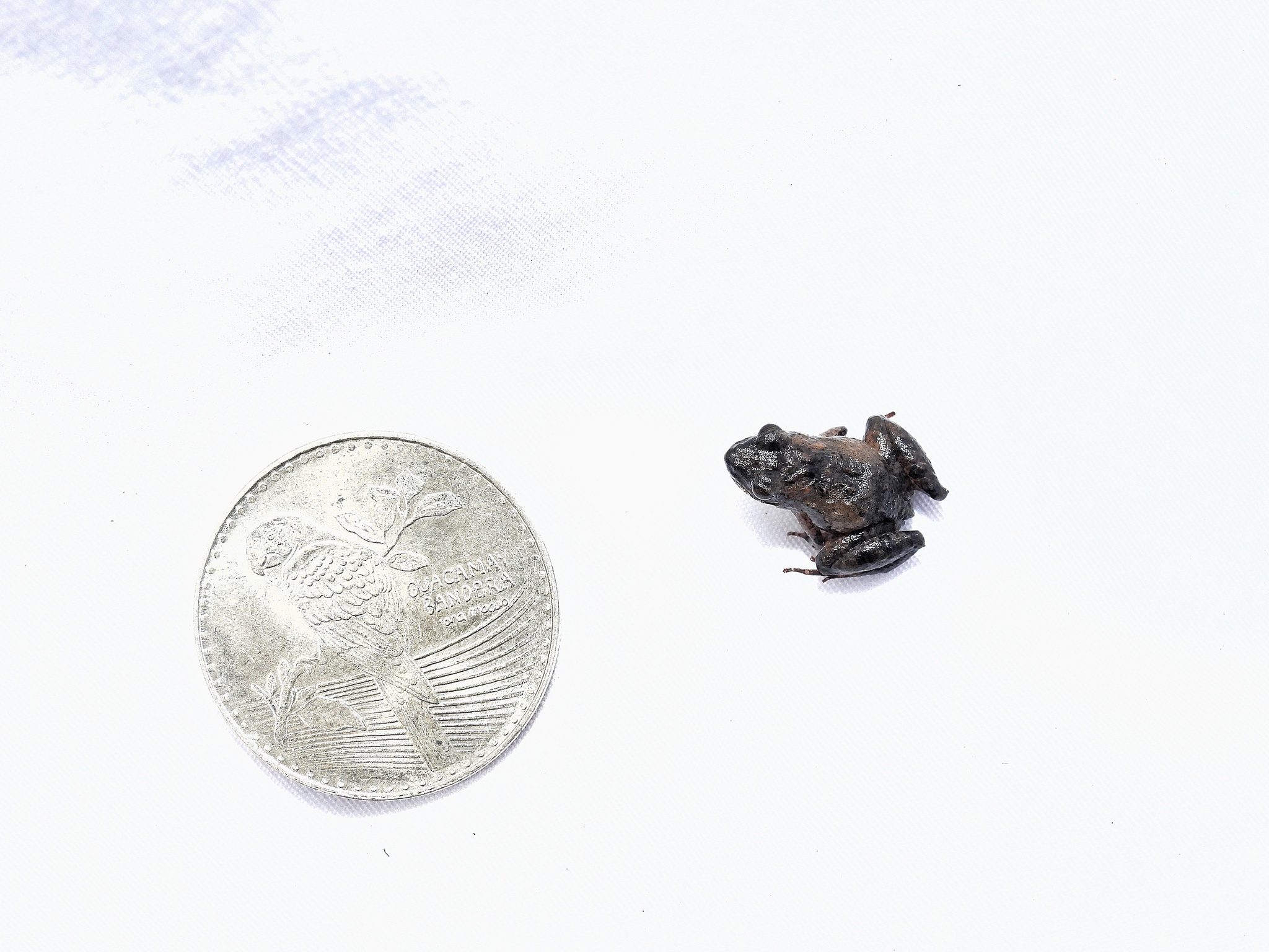 Lynch's Swamp Frog photo 2