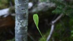 Lilium philadelphicum