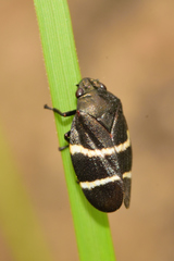 Aeneolamia albofasciata