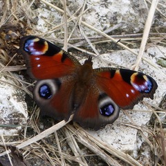 Aglais io