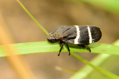 Aeneolamia albofasciata