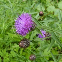 Centaurea nigra