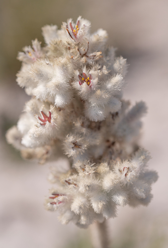Lanaria lanata (Lanaria lanata)