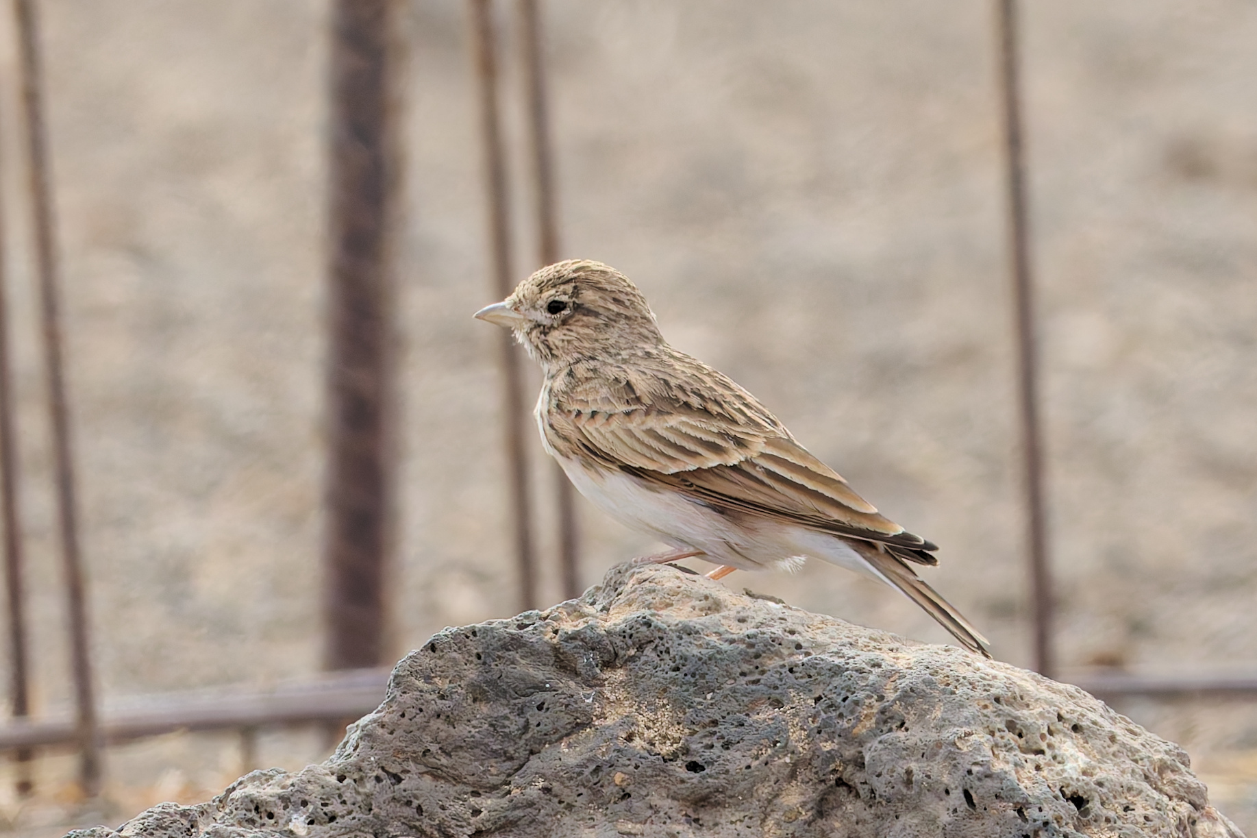 Mediterranean Short-toed Lark (Alaudala rufescens)