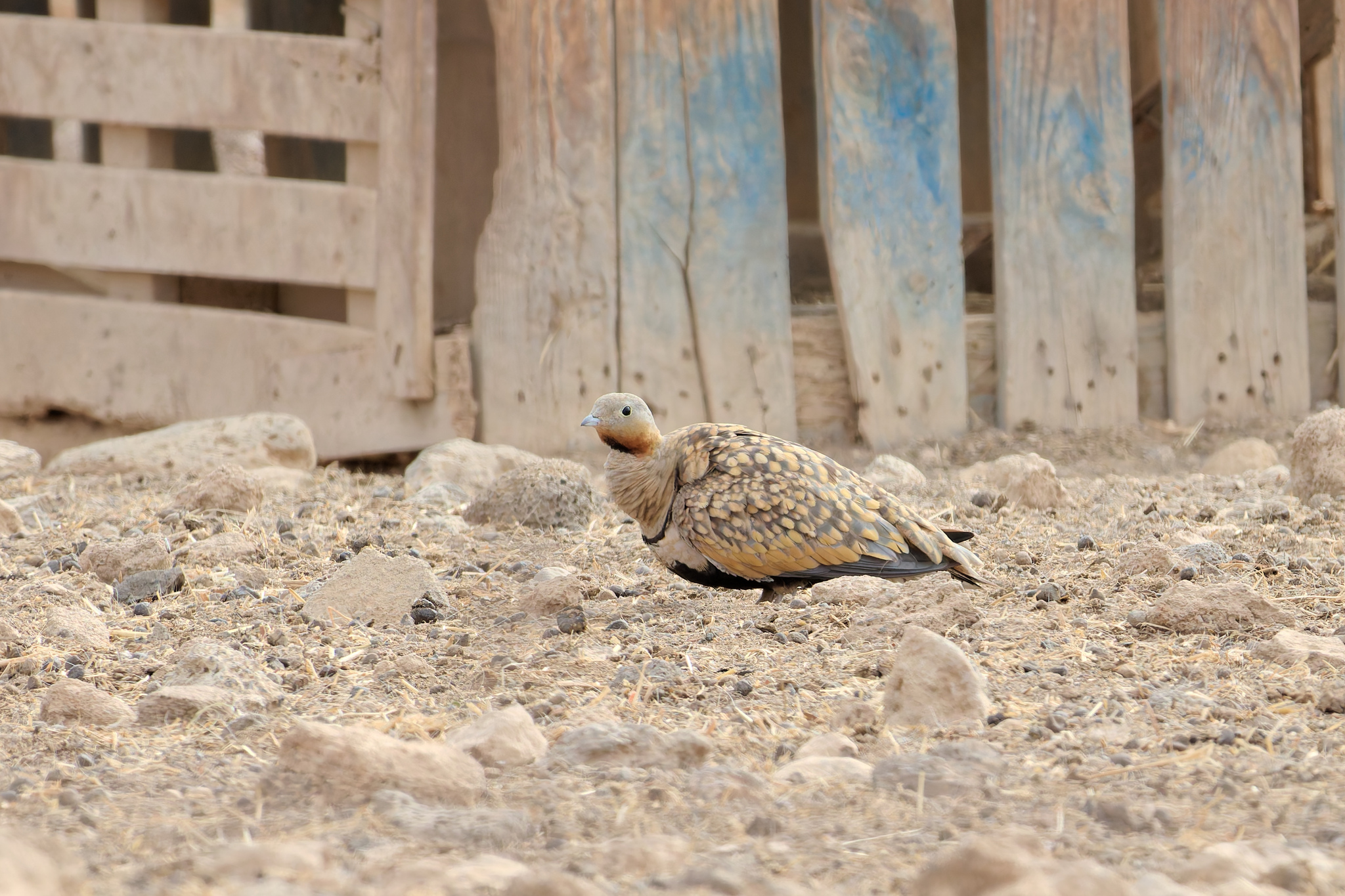 Black-bellied Sandgrouse (Pterocles orientalis)