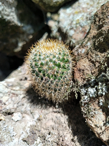 Image of Mammillaria columbiana by (c) Ben Costamagna, some rights reserved (CC BY)