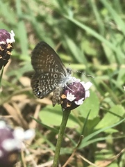 Brephidium pseudofea