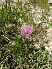 Trifolium parryi