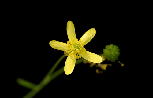 Ranunculus harveyi var. harveyi