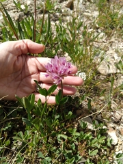 Trifolium parryi