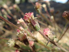 Chaenactis santolinoides