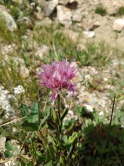 Trifolium parryi
