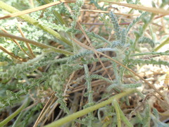 Chaenactis santolinoides