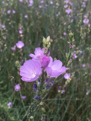 Sidalcea oregana