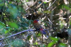 Hypargos niveoguttatus niveoguttatus