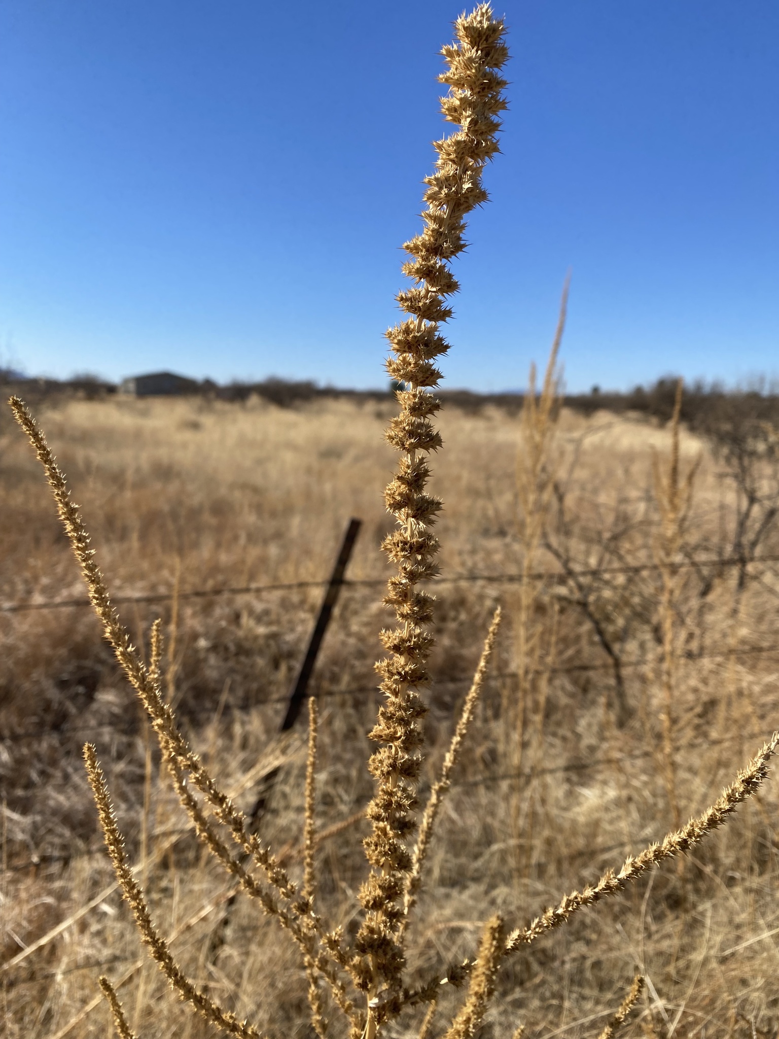 Imagem de Caruru-de-mancha