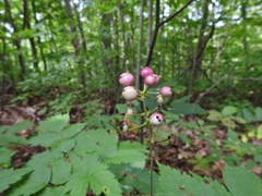 Actaea × ludovicii