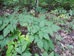 Actaea × ludovicii