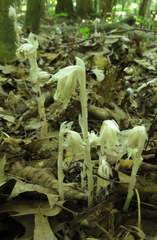 Monotropa uniflora