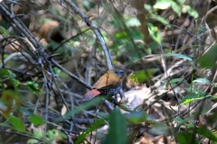 Hypargos niveoguttatus niveoguttatus