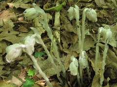 Monotropa uniflora