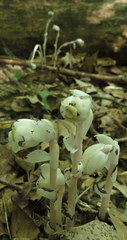 Monotropa uniflora