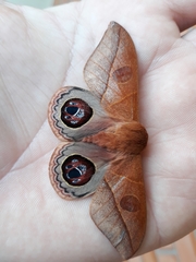 Leucanella viridescens