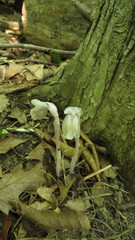 Monotropa uniflora