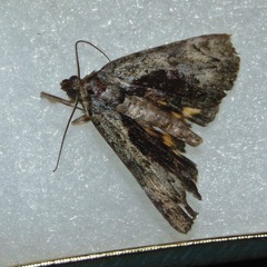 Catocala minuta