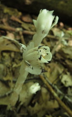 Monotropa uniflora