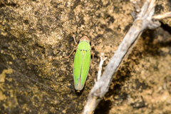 Chlorogonalia