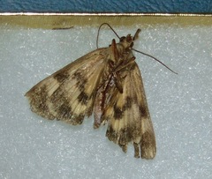 Catocala minuta