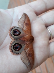 Leucanella viridescens