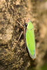 Chlorogonalia
