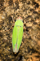 Chlorogonalia