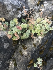 Potentilla villosa