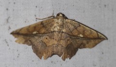 Polyacme dissimilis