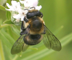 Megachile gemula