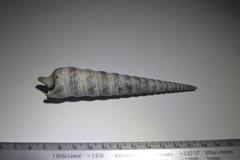 Terebra