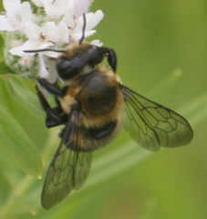 Megachile gemula