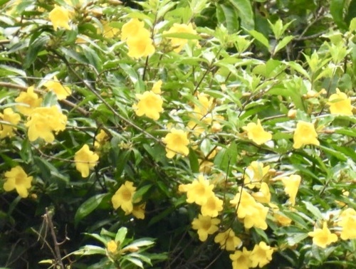 Foto de Allamanda-anã