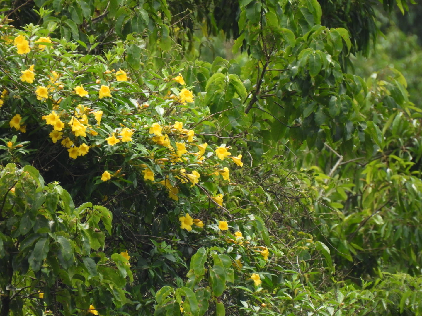 Imagem de Allamanda-anã