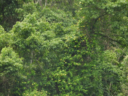Foto de Allamanda-anã
