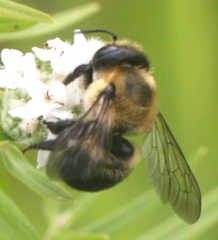 Megachile gemula