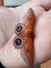 Leucanella viridescens