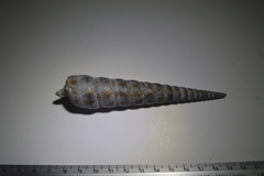 Terebra
