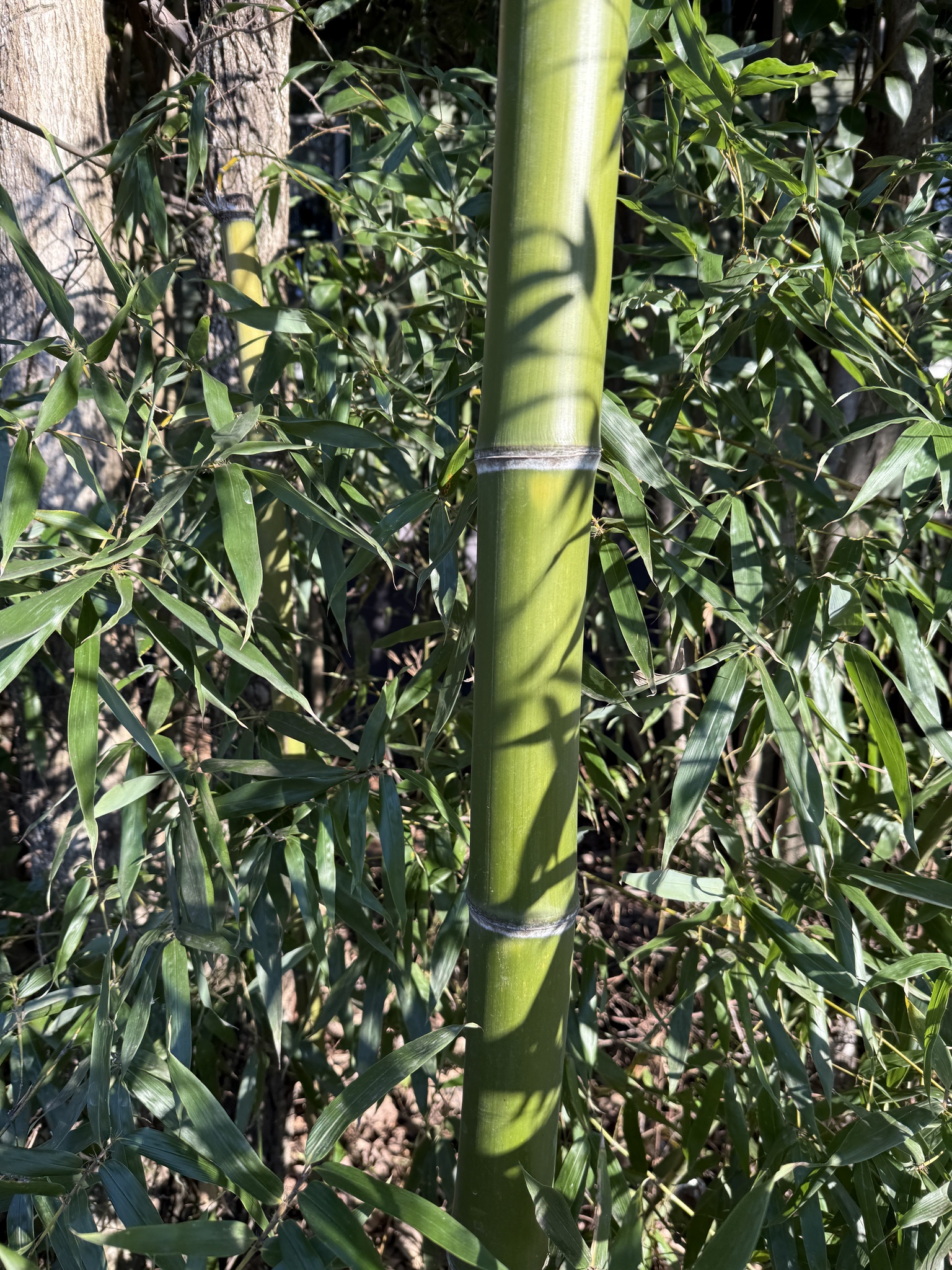Imagem de Bambu-mossô