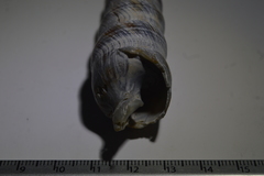 Terebra