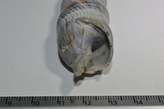 Terebra