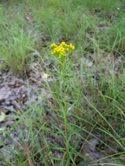 Solidago nitida